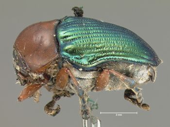 Media type: image; Entomology 9301   Aspect: habitus lateral view